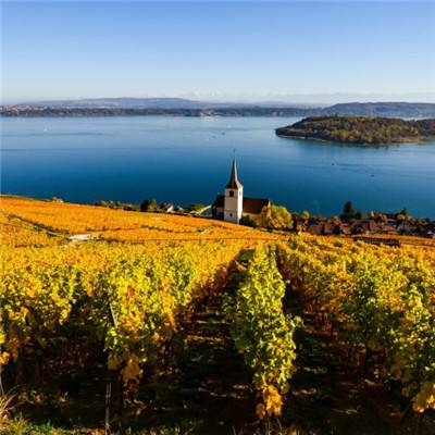 澳门4949资料免费大全手机app下载截图